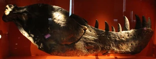  holotype at the London Natural History Museum.