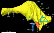 Digital endocranial endocast of the braincase of specimen NCSM 14345