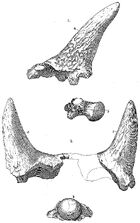 Ceratops Marsh
