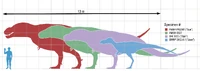 Various specimens of Tyrannosaurus rex with a human for scale.