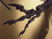Hand of a Allosaurus fragilis.
