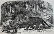 's 1863 depiction of herbivore  battling Megalosaurus