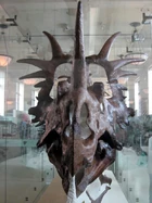 Close-up of the AM5372 skull, 