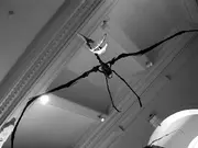 Skeleton of an adult male P