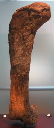 Apatosaurus femur in Cosmocaixa, Barcelona
