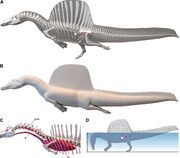 Digital flesh model of Spinosaurus