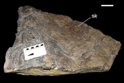 Skin impressions from the tail
