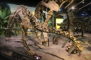 Skeletal cast mount, 