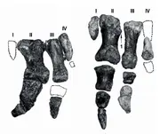 Hands of Limusaurus.