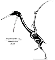 Skeletal reconstruction of Q. lawsoni.