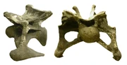 Cervical vertebra of A