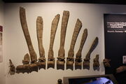 Reproduction of Stromer's Spinosaurus Display