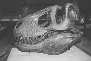 Skull of T. rex type specimen located at the .