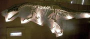 Baryonyx skeleton at the National History Museum in London.