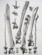 Spinosaurus vertebrae