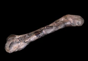 Limb bone