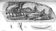 1910  of the holotype skull and close ups of its teeth and 