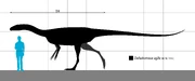 Size of the , speculatively restored as a , compared to a human