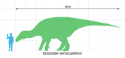 Size of Iguanodon bernissartensis compared to a human