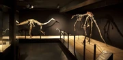 Three skeletons, including the holotype (right) and a juvenile (middle), during a temporary exhibition in 