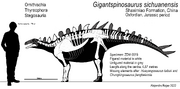Skeletal diagram with known elements in white and unknown elements in grey