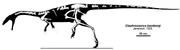 Skeletal restoration of elements recovered from 1920 to 1925