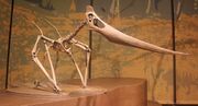 Tellus Geosternbergia