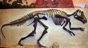 Panel mounted cast replica, Stewart Museum of Paleontology
