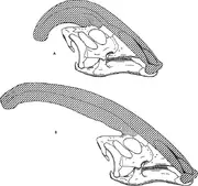 Diagram comparing the narial crests of Parasaurolophus cyrtocristatus (a) and Parasaurolophus walkeri (b).