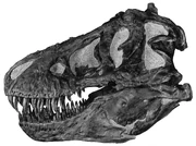 Profile view of a Tyrannosaurus skull (AMNH 5027).