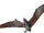 Pteranodon