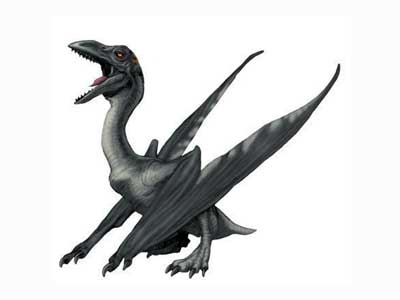 Pterodactyloidea, Paleontology Wiki