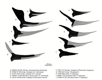 Variation in cranial anatomy and classification of specimens assigned to Pteranodon (drawn to scale, unpreserved portions shown in gray)