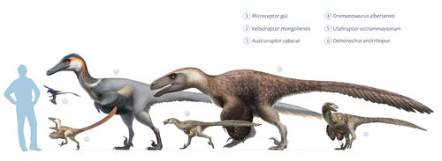 Size of Deinonychus (6) compared with other 