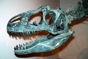 Replica of an Allosaurus fragilis skull, .