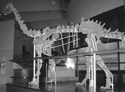 Restored skeleton of N