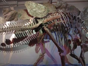 Stegosaurus plates