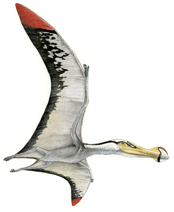 Ornithocheirus - Wikipedia