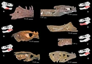 Tyrannosaur jaw-bones with -type lesions; D (upper right) is Albertosaurus