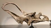 Chasmosaurus russelli skull