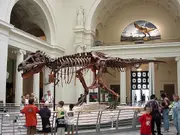 "Sue" the Tyrannosaurus, , Chicago, showing the forelimbs. The '' is between the forelimbs.