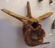 Megalosaurus  - .