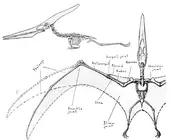 Historical skeletal reconstruction of P