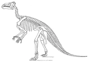 Skeletal restoration of I