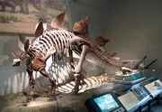 Stegosaurus at the .
