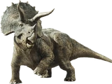 Triceratops