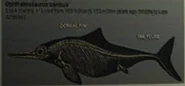 Opthalchart.png (48 KB) Ophthalmosaurus on the chart.