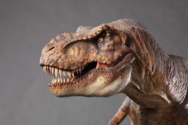 Rexy - Wikipedia