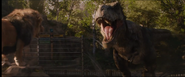 Tyrannosaurus, as she appears in Jurassic World: Fallen Kingdom.