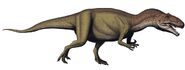 Allosaurus-fragilis 2